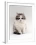 Domestic Cat, 9-Week, Chinchilla-Cross Kitten-Jane Burton-Framed Photographic Print