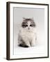 Domestic Cat, 9-Week, Chinchilla-Cross Kitten-Jane Burton-Framed Photographic Print