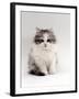 Domestic Cat, 9-Week, Chinchilla-Cross Kitten-Jane Burton-Framed Photographic Print