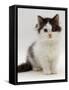 Domestic Cat, 9-Week, Fluffy Kitten Portrait-Jane Burton-Framed Stretched Canvas