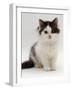 Domestic Cat, 9-Week, Fluffy Kitten Portrait-Jane Burton-Framed Photographic Print