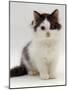 Domestic Cat, 9-Week, Fluffy Kitten Portrait-Jane Burton-Mounted Photographic Print