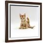 Domestic Cat, 9-Week Kitten Looking up from Grooming-Jane Burton-Framed Photographic Print