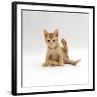 Domestic Cat, 9-Week Kitten Looking up from Grooming-Jane Burton-Framed Photographic Print