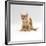 Domestic Cat, 9-Week Kitten Looking up from Grooming-Jane Burton-Framed Photographic Print