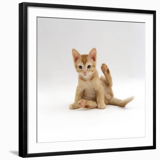 Domestic Cat, 9-Week Kitten Looking up from Grooming-Jane Burton-Framed Photographic Print