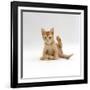 Domestic Cat, 9-Week Kitten Looking up from Grooming-Jane Burton-Framed Photographic Print