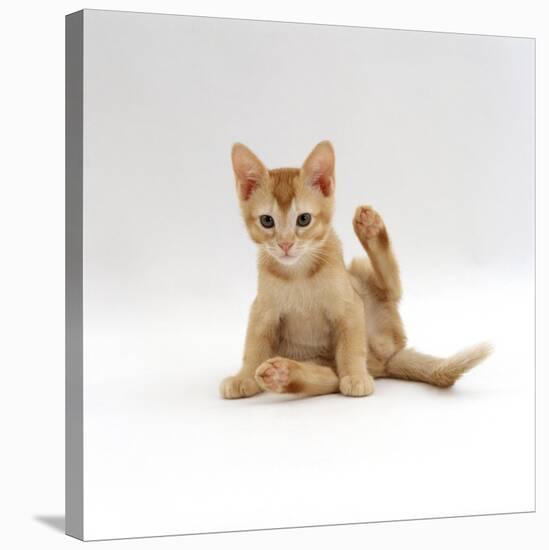 Domestic Cat, 9-Week Kitten Looking up from Grooming-Jane Burton-Stretched Canvas