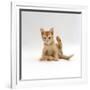 Domestic Cat, 9-Week Kitten Looking up from Grooming-Jane Burton-Framed Photographic Print