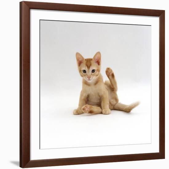 Domestic Cat, 9-Week Kitten Looking up from Grooming-Jane Burton-Framed Photographic Print