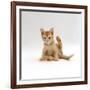 Domestic Cat, 9-Week Kitten Looking up from Grooming-Jane Burton-Framed Photographic Print