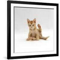 Domestic Cat, 9-Week Kitten Looking up from Grooming-Jane Burton-Framed Photographic Print