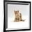 Domestic Cat, 9-Week Kitten Looking up from Grooming-Jane Burton-Framed Photographic Print