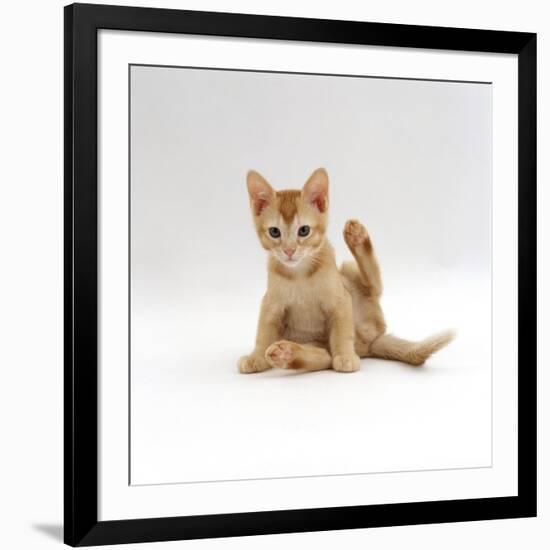 Domestic Cat, 9-Week Kitten Looking up from Grooming-Jane Burton-Framed Photographic Print