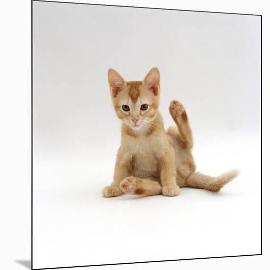 Domestic Cat, 9-Week Kitten Looking up from Grooming-Jane Burton-Mounted Photographic Print