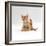 Domestic Cat, 9-Week Kitten Looking up from Grooming-Jane Burton-Framed Photographic Print