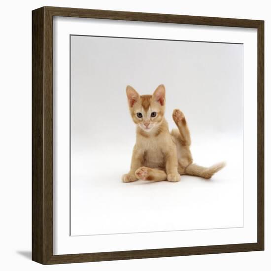 Domestic Cat, 9-Week Kitten Looking up from Grooming-Jane Burton-Framed Photographic Print