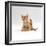 Domestic Cat, 9-Week Kitten Looking up from Grooming-Jane Burton-Framed Photographic Print