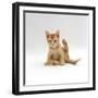 Domestic Cat, 9-Week Kitten Looking up from Grooming-Jane Burton-Framed Photographic Print