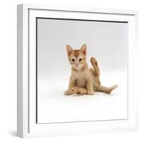 Domestic Cat, 9-Week Kitten Looking up from Grooming-Jane Burton-Framed Photographic Print