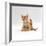 Domestic Cat, 9-Week Kitten Looking up from Grooming-Jane Burton-Framed Photographic Print