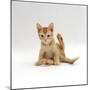 Domestic Cat, 9-Week Kitten Looking up from Grooming-Jane Burton-Mounted Photographic Print