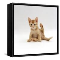 Domestic Cat, 9-Week Kitten Looking up from Grooming-Jane Burton-Framed Stretched Canvas