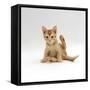 Domestic Cat, 9-Week Kitten Looking up from Grooming-Jane Burton-Framed Stretched Canvas