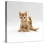 Domestic Cat, 9-Week Kitten Looking up from Grooming-Jane Burton-Stretched Canvas