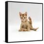 Domestic Cat, 9-Week Kitten Looking up from Grooming-Jane Burton-Framed Stretched Canvas