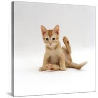 Domestic Cat, 9-Week Kitten Looking up from Grooming-Jane Burton-Stretched Canvas