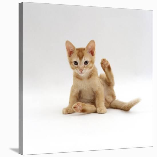 Domestic Cat, 9-Week Kitten Looking up from Grooming-Jane Burton-Stretched Canvas