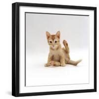 Domestic Cat, 9-Week Kitten Looking up from Grooming-Jane Burton-Framed Premium Photographic Print