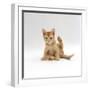 Domestic Cat, 9-Week Kitten Looking up from Grooming-Jane Burton-Framed Premium Photographic Print