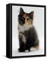 Domestic Cat, 9-Week Non-Pedigree Longhair Tortoiseshell-And-White Kitten-Jane Burton-Framed Stretched Canvas