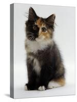 Domestic Cat, 9-Week Non-Pedigree Longhair Tortoiseshell-And-White Kitten-Jane Burton-Stretched Canvas