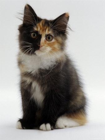 Domestic Cat, 9-Week Non-Pedigree Longhair Tortoiseshell-And-White Kitten' Photographic Print - Jane Burton Domestic Cat, 9-Week Non-Pedigree Longhair Tortoiseshell-And-White Kitten' Photographic Print - Jane Burton