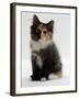 Domestic Cat, 9-Week Non-Pedigree Longhair Tortoiseshell-And-White Kitten-Jane Burton-Framed Photographic Print