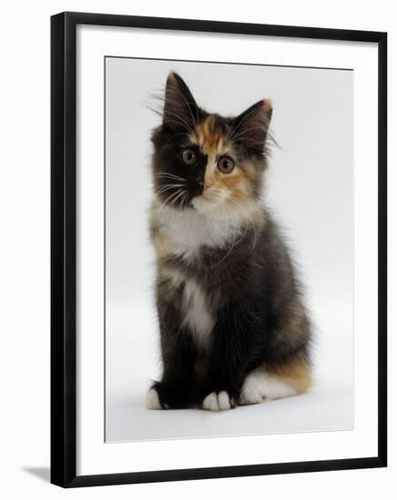 Domestic Cat, 9-Week Non-Pedigree Longhair Tortoiseshell-And-White Kitten-Jane Burton-Framed Photographic Print