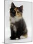 Domestic Cat, 9-Week Non-Pedigree Longhair Tortoiseshell-And-White Kitten-Jane Burton-Mounted Photographic Print