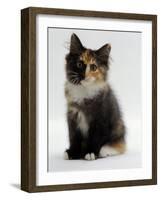 Domestic Cat, 9-Week Non-Pedigree Longhair Tortoiseshell-And-White Kitten-Jane Burton-Framed Photographic Print