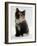 Domestic Cat, 9-Week Non-Pedigree Longhair Tortoiseshell-And-White Kitten-Jane Burton-Framed Photographic Print