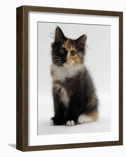 Domestic Cat, 9-Week Non-Pedigree Longhair Tortoiseshell-And-White Kitten-Jane Burton-Framed Photographic Print