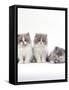 Domestic Cat, 9-Week, Persian-Cross, Lilac Bicolour and Blue Cream Kittens-Jane Burton-Framed Stretched Canvas