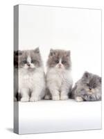 Domestic Cat, 9-Week, Persian-Cross, Lilac Bicolour and Blue Cream Kittens-Jane Burton-Stretched Canvas