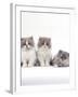 Domestic Cat, 9-Week, Persian-Cross, Lilac Bicolour and Blue Cream Kittens-Jane Burton-Framed Photographic Print