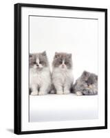 Domestic Cat, 9-Week, Persian-Cross, Lilac Bicolour and Blue Cream Kittens-Jane Burton-Framed Photographic Print