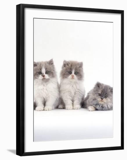 Domestic Cat, 9-Week, Persian-Cross, Lilac Bicolour and Blue Cream Kittens-Jane Burton-Framed Photographic Print