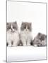 Domestic Cat, 9-Week, Persian-Cross, Lilac Bicolour and Blue Cream Kittens-Jane Burton-Mounted Photographic Print
