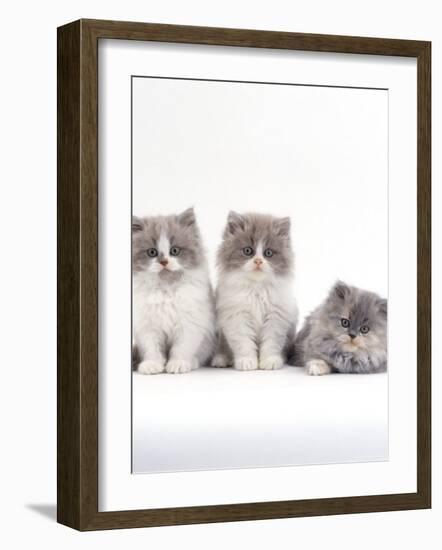 Domestic Cat, 9-Week, Persian-Cross, Lilac Bicolour and Blue Cream Kittens-Jane Burton-Framed Photographic Print